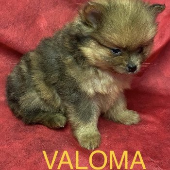 VALOMA spitz Femelle Spitz allemand