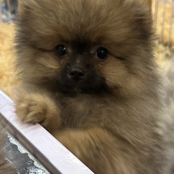 VANOX spitz allemand Mâle Spitz allemand