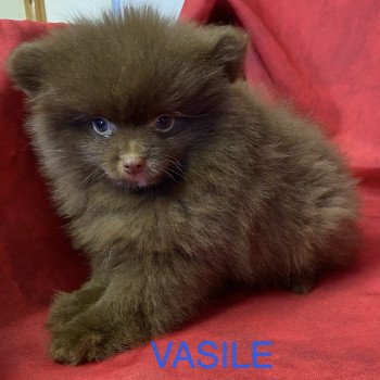 VASILE spitz Mâle Spitz allemand