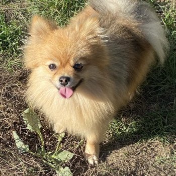 VEBER Spitz Allemand nain Mâle Spitz allemand