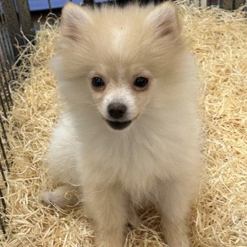 VEGAS spitz nain Femelle Spitz allemand