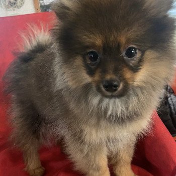 VELMO spitz Mâle Spitz allemand