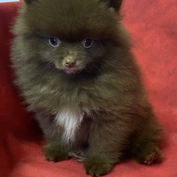 VOLBERT spitz Mâle Spitz allemand