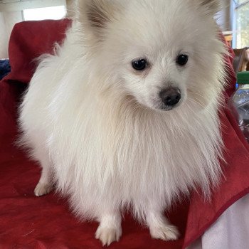 VORTEX spitz Mâle Spitz allemand