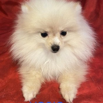 VOSIO spitz nain Mâle Spitz allemand