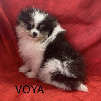 VOYA spitz Femelle Spitz allemand