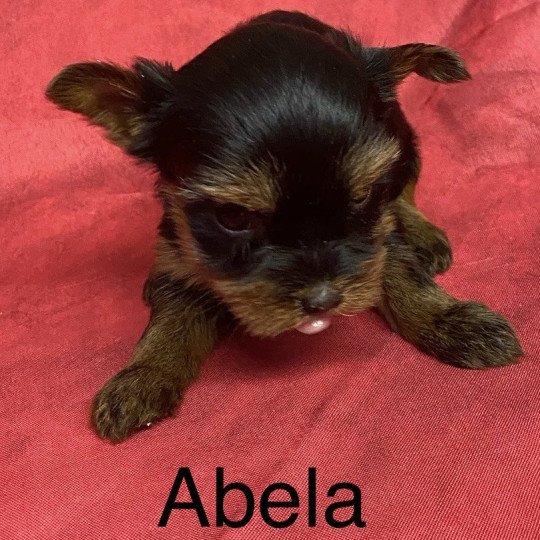 chiot Yorkshire terrier ABELA york. Domaine de la Chantelaie  