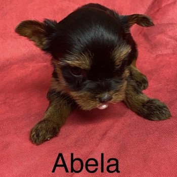 ABELA york. à réserver Femelle Yorkshire terrier