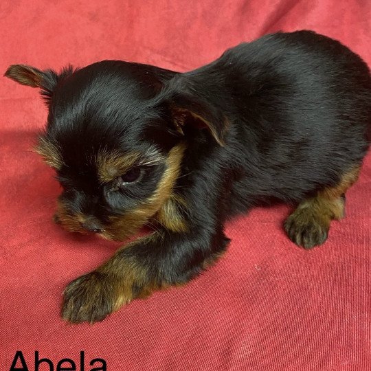 chiot Yorkshire terrier ABELA york. Domaine de la Chantelaie  