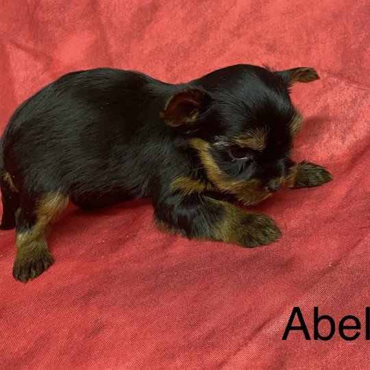 chiot Yorkshire terrier ABELA york. Domaine de la Chantelaie  