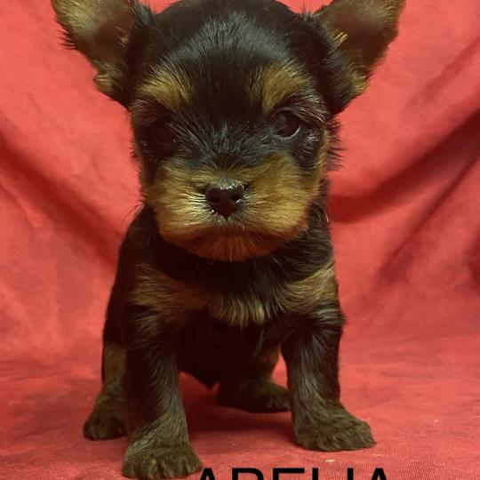 chiot Yorkshire terrier ABELIA York à réserver Domaine de la Chantelaie  