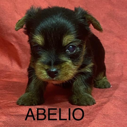 chiot Yorkshire terrier ABELIO York à réserver Domaine de la Chantelaie  