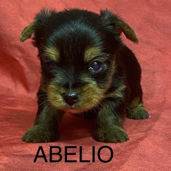 ABELIO York à réserver Mâle Yorkshire terrier