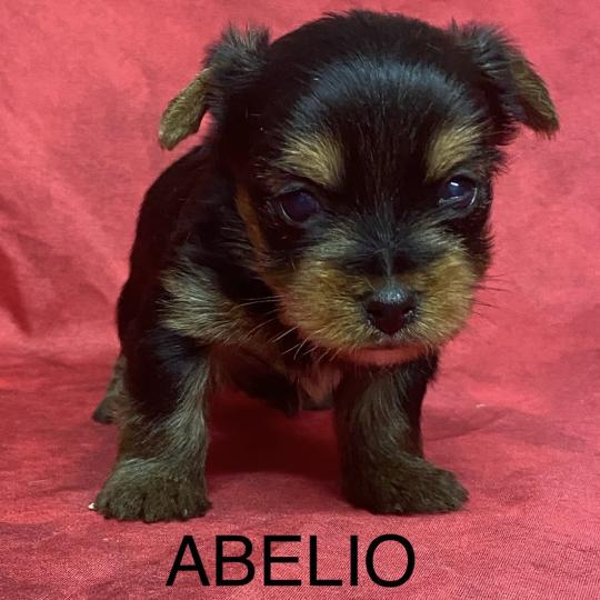chiot Yorkshire terrier ABELIO York à réserver Domaine de la Chantelaie  