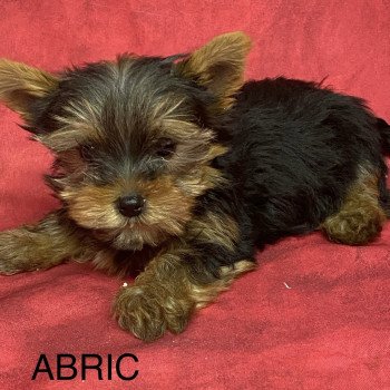 ABRIC york. Mâle Yorkshire terrier