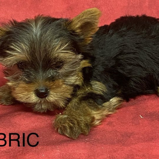chiot Yorkshire terrier ABRIC york. Domaine de la Chantelaie  