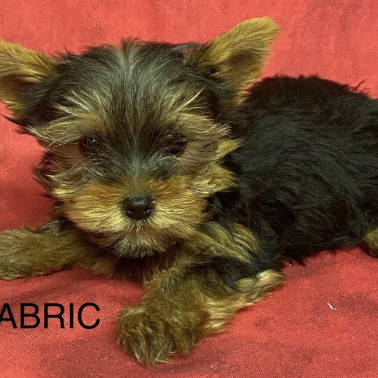 chiot Yorkshire terrier ABRIC york. Domaine de la Chantelaie  