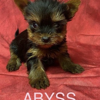 ABYSS york Femelle Yorkshire terrier