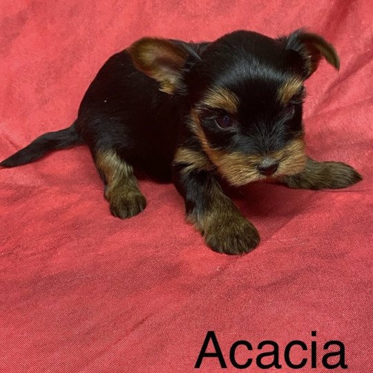 chiot Yorkshire terrier ACACIA york. Domaine de la Chantelaie  