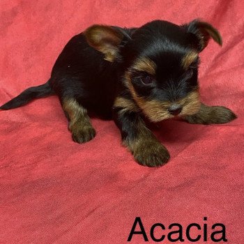 ACACIA york. à réserver Femelle Yorkshire terrier