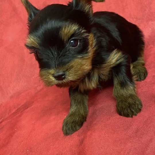 chiot Yorkshire terrier ACACIA york. Domaine de la Chantelaie  