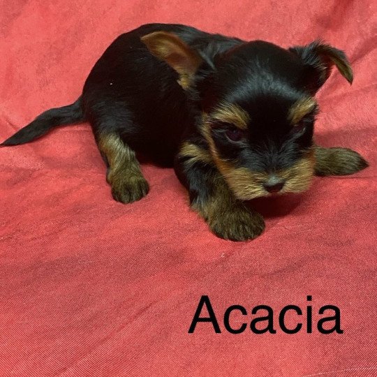 chiot Yorkshire terrier ACACIA york. Domaine de la Chantelaie  