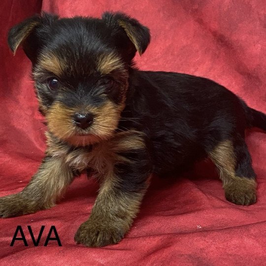 chiot Yorkshire terrier ADA yorkshire à réserver Domaine de la Chantelaie  