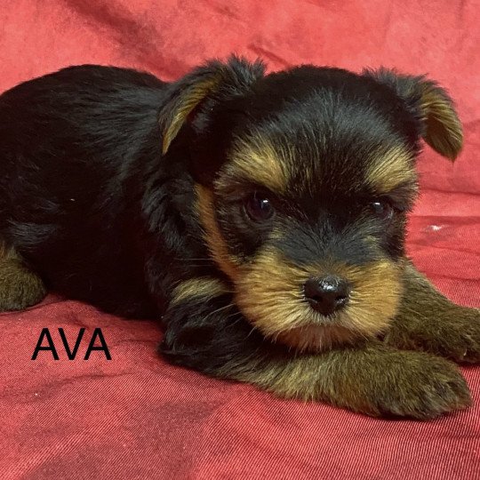 chiot Yorkshire terrier ADA yorkshire à réserver Domaine de la Chantelaie  