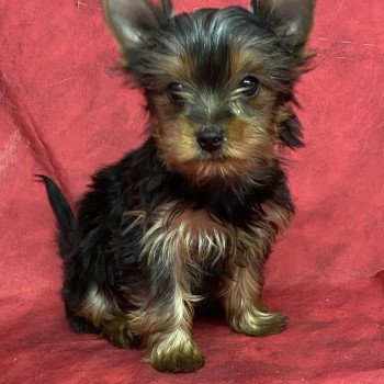 ADAMS york Mâle Yorkshire terrier