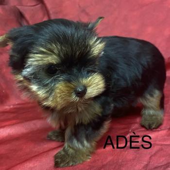 ADÈS York mini Mâle Yorkshire terrier