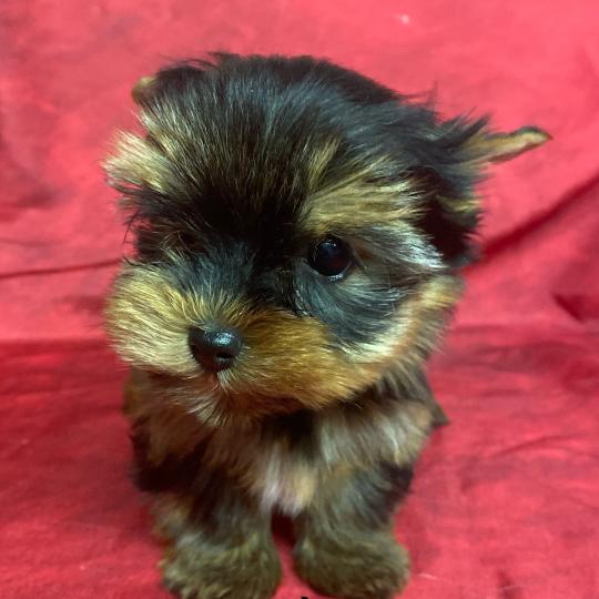 chiot Yorkshire terrier ADÈS York Domaine de la Chantelaie  