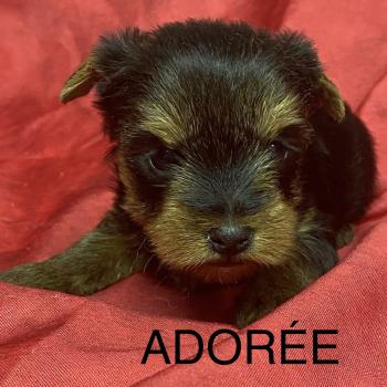 ADORÉE York à réserver Femelle Yorkshire terrier