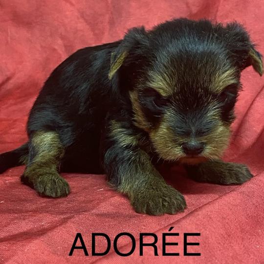 chiot Yorkshire terrier ADORÉE York à réserver Domaine de la Chantelaie  