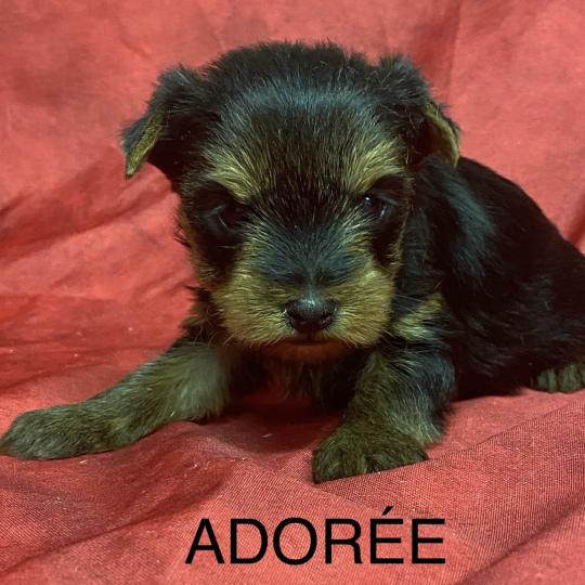 chiot Yorkshire terrier ADORÉE York à réserver Domaine de la Chantelaie  