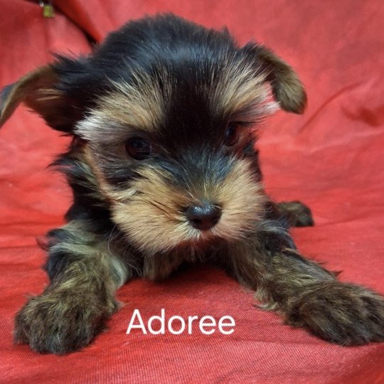 chiot Yorkshire terrier ADORÉE yorkshire Domaine de la Chantelaie  