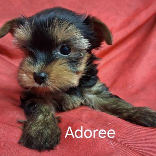 chiot Yorkshire terrier ADORÉE yorkshire Domaine de la Chantelaie  
