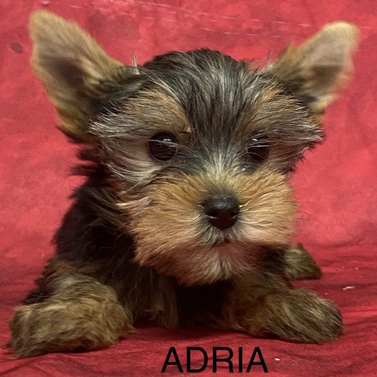 chiot Yorkshire terrier ADRIA york Domaine de la Chantelaie  