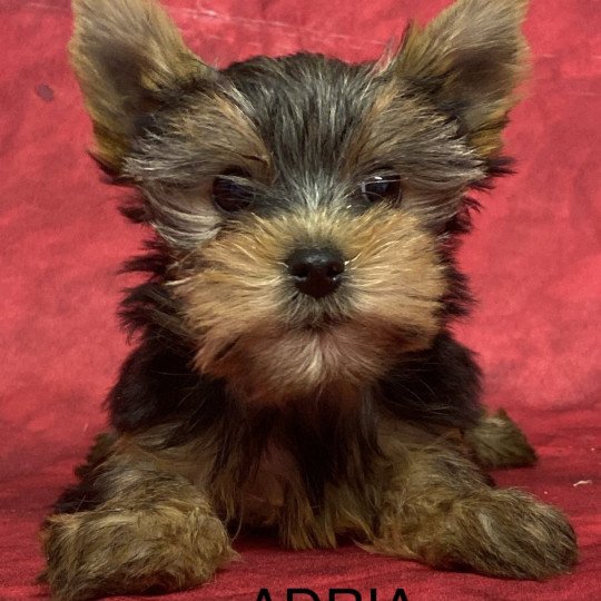 chiot Yorkshire terrier ADRIA york Domaine de la Chantelaie  