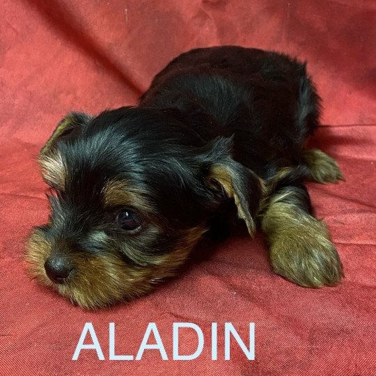 chiot Yorkshire terrier ALADIN york Domaine de la Chantelaie  