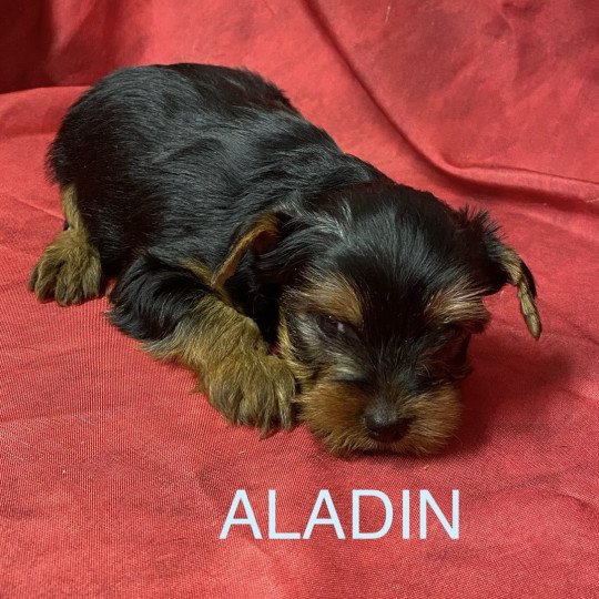 chiot Yorkshire terrier ALADIN york Domaine de la Chantelaie  