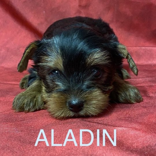 chiot Yorkshire terrier ALADIN york Domaine de la Chantelaie  