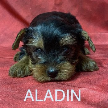 ALADIN york à réserver Mâle Yorkshire terrier