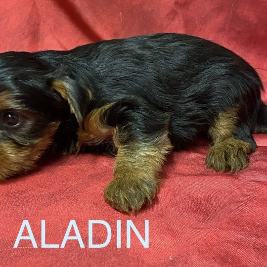 chiot Yorkshire terrier ALADIN york Domaine de la Chantelaie  