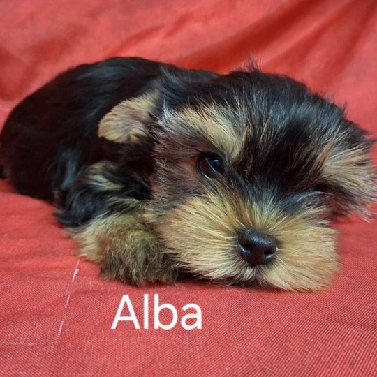 chiot Yorkshire terrier ALBA yorkshire Domaine de la Chantelaie  