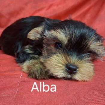 ALBA yorkshire Femelle Yorkshire terrier