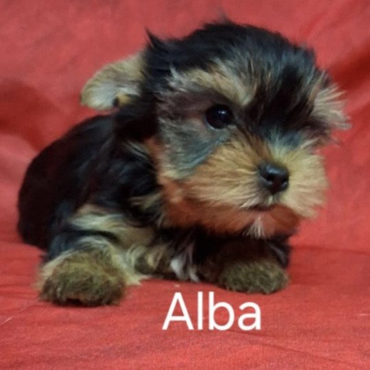 chiot Yorkshire terrier ALBA yorkshire Domaine de la Chantelaie  