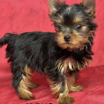 ALBUS york. Mâle Yorkshire terrier