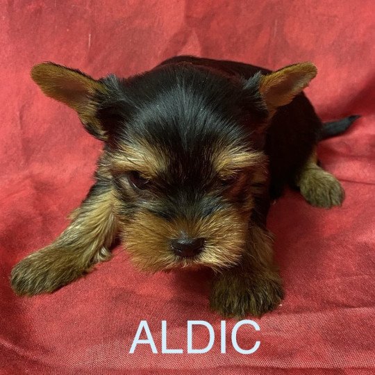 chiot Yorkshire terrier ALDIC york Domaine de la Chantelaie  