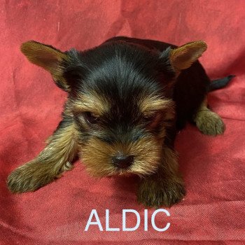 ALDIC york à réserver Mâle Yorkshire terrier