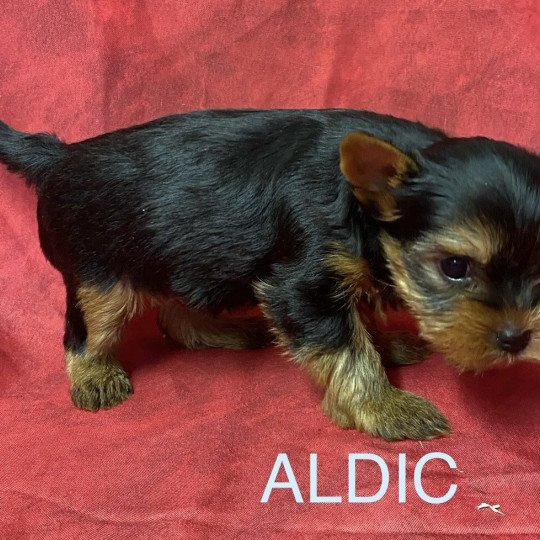 chiot Yorkshire terrier ALDIC york Domaine de la Chantelaie  